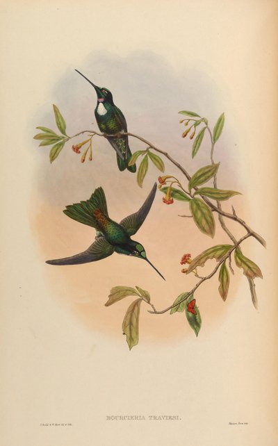 Bourcrieria insectivora = Coeligena torquata torquata de John Gould